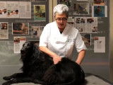 Masser son vieux chien