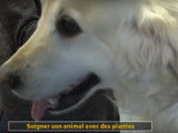 Soigner son animal par les plantes