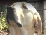 Soigner son chien avec l'aloe vera