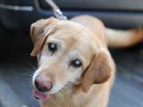 Chien aveugle : comment faire face au quotidien