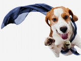 20 races de chiens à la santé robuste