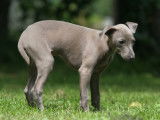 Un chien malade debout dans l'herbe