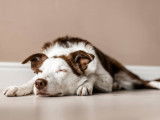 L'insuffisance hépatique aiguë chez le chien