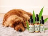 Un chien Cocker dort à côté de flacons de CBD