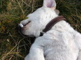 Un chien couché sur le sol avec une cigarette dans la gueule