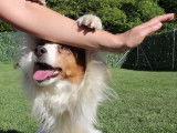 Séance de rééducation pour Leyla, une chienne Kooikerhondje souffrante