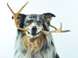 Chien tenant un bois de cerf dans sa gueule