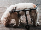 La myélopathie dégénérative du chien : causes, symptômes, traitement...