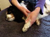 Séance d'ostéopathie pour un Cavalier King Charles Spaniel