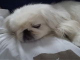 Ronflements sonores d'un Pekinois endormi