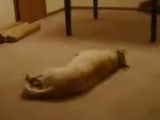 Un chien somnambule... ou presque