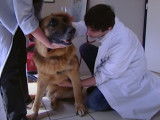 Les traitements du cancer chez le chien.