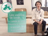 Pourquoi il est important de vacciner son chien