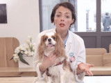 Conseils pour bien réagir quand un chien a la diarrhée