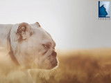 Mon chien fait un coup de chaleur : que dois-je faire ?