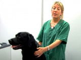 Les vermifuges : pourquoi ils sont importants pour le chien