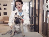 Mon chien perd beaucoup de poils : est-ce normal ?