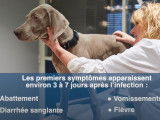Quelques astuces pour éviter d'attraper la parvovirose
