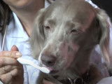 Comment m'y prendre pour brosser les dents de mon chien ?