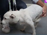 Réalisation d'une TPLO chez un Jack Russel