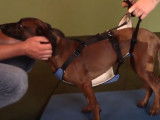 Rééducation d'une chienne paralysée des pattes arrières