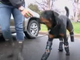 Des prothèses pour un chien amputé des quatre pattes