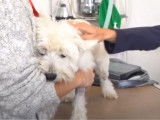 Les traitements possibles pour sauver un chien du cancer
