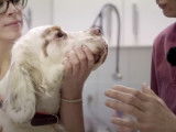 La pharmacie du chien de chasse et les premiers soins