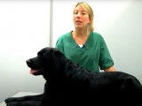 Les tiques, grands ennemis des chiens et des Hommes