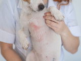 Un Jack Russell avec une réaction allergique sur le ventre