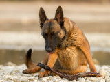 Un chien Berger Allemand assis sur le sol en train de tousser