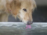 Un chien boit de l'eau