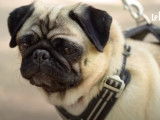 L'hypertype rend les chiens malades