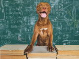 Un chien devant un tableau d'école avec une pile de livres