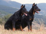 Deux Beaucerons en haut d'une colline