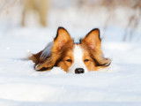 Un Border Collie enterré dans la neige