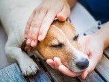Une femme soutient un chien malade avec ses mains