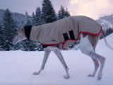 Comment prendre soin de son chien en hiver