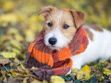 Un Jack Russel avec une grosse écharpe dans un parc