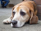 Un chien triste et amaigri allongé sur le sol