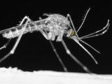Phlébotome, insecte piqueur propageant la leishmaniose canine