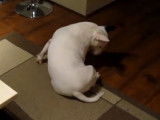 Un cas de spinning chez un chiot Bull Terrier