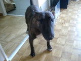 Un Bull Terrier atteint de spinning