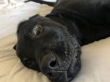 Un chien a le hoquet