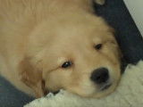 Un petit chiot a le hoquet