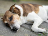Un chien très malade est couché sur le sol