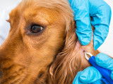 Chien à qui on extirpe une tique