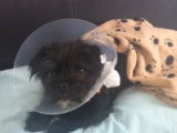 Un Pug Zu se remet de son opération