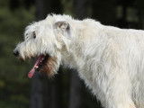 Un chien blanc a du mal à respirer dans un jardin