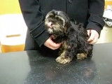 Un rendez-vous chez le vétérinaire pour ce King Charles Yorkie